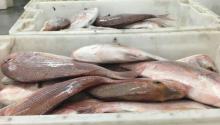  Fresh  sea  bream 
