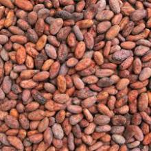  Cacao   Bean s Ready To Be Exported