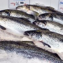  Salmon   Fish ,  Frozen   salmon  fillet, Salmon   Fish  Head FOR SALE. BEST PRICE OFFER