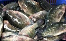 FROZEN SALMON MINCE FISH