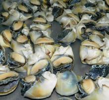 seafood and frozen  top   shell  meat