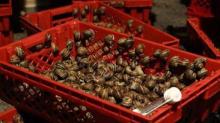 Live Giant African Snails for sale, frozen, live,  dried ,  Shell  powder