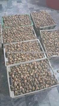 Availability of Frozen Top Shell for importers