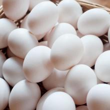 Fertile Hatching Chicken Egg | Fresh Chicken Egg | Ostrich Egg