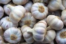 Fresh Gralic and Ginger for sale
