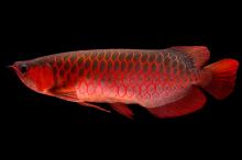  Asian  Arowana  Fish 