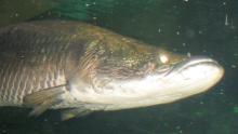 arowana sardine fish
