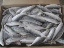 Buy Asian  Red  Arowana , Super  Red  Arowana ,  Chili   Red  Arowana