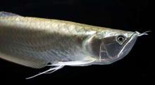 Arowana Malaysia Gold