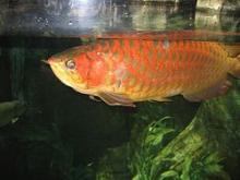 Buy arowana