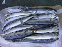 Frozen Atlantic Norwegian Mackerel