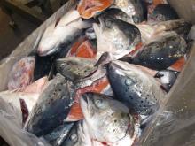 Frozen Atlantic Norwegian Salmon Heads