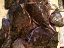 Frozen Greenland Halibut Head
