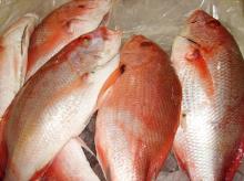 Frozen Red  Sea   Bream   Fish 