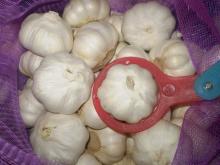 Pure White Garlic