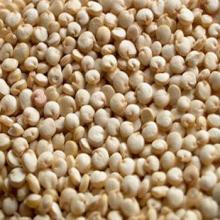 Quinoa