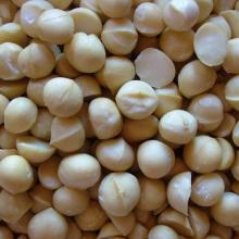macadamia nuts for sale in bulk