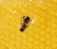  Acacia   Honey  Wholesale