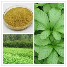 Gynostemma Extract  Gypenoside s
