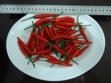Frozen red chilli