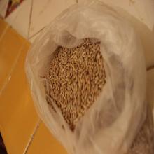 Canary Seeds