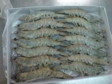 Whole sale  Frozen   Vannamei   shrimp  with low price
