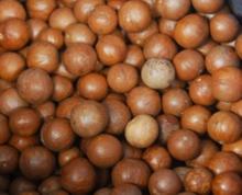 Raw Macadamia Nuts in Shell