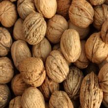  Walnuts  in  Shell 