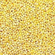 Red and Yellow Millet