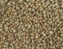 Green  Millet 