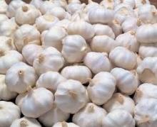 fresh white garlic