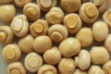 CANNED MUSHROOM WHOLE 2017 NEW CROP