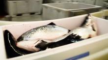 Fresh Norwegian salmon