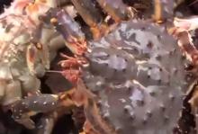 Norwegian king crab