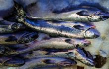 Fresh rainbow trout/head on