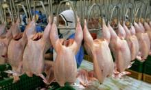 Halal Frozen Chicken/Chicken parts
