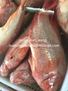 2017 new frozen tilapia gutted sclaed and gilled