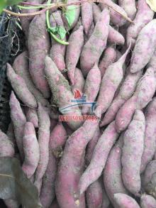  Fresh   Sweet   Potato 