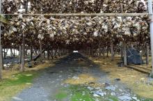dried Norwegian Stockfish &  Cod   head s.
