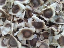  Moringa   Oleifera   Seeds 