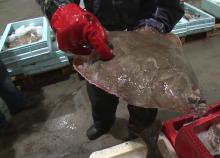 Flounder fish, frozen arrow tooth flounder