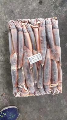 Illex  squid  WR,  Argentinus   squid  WR, Illex  Argentinus  WR,  squid  WR