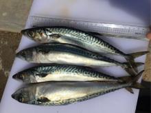Pacific mackerel,  Scomber   Japonicus 