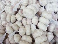Pure White Garlics