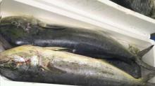  Frozen  mahi mahi fish/ whole round mahi mahi