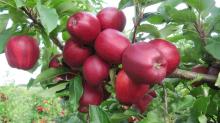 Red Delicious Apples