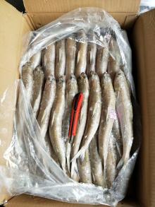 Frozen  Lizard   Fish 