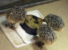  Ostrich  Eggs,  Ostrich   Chicks 