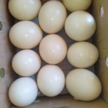 Fertile Ostrich Eggs, Ostrich Chicks, Best Prices!!