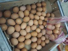 Fresh Chicken Egg - High Quality - Competitive Price